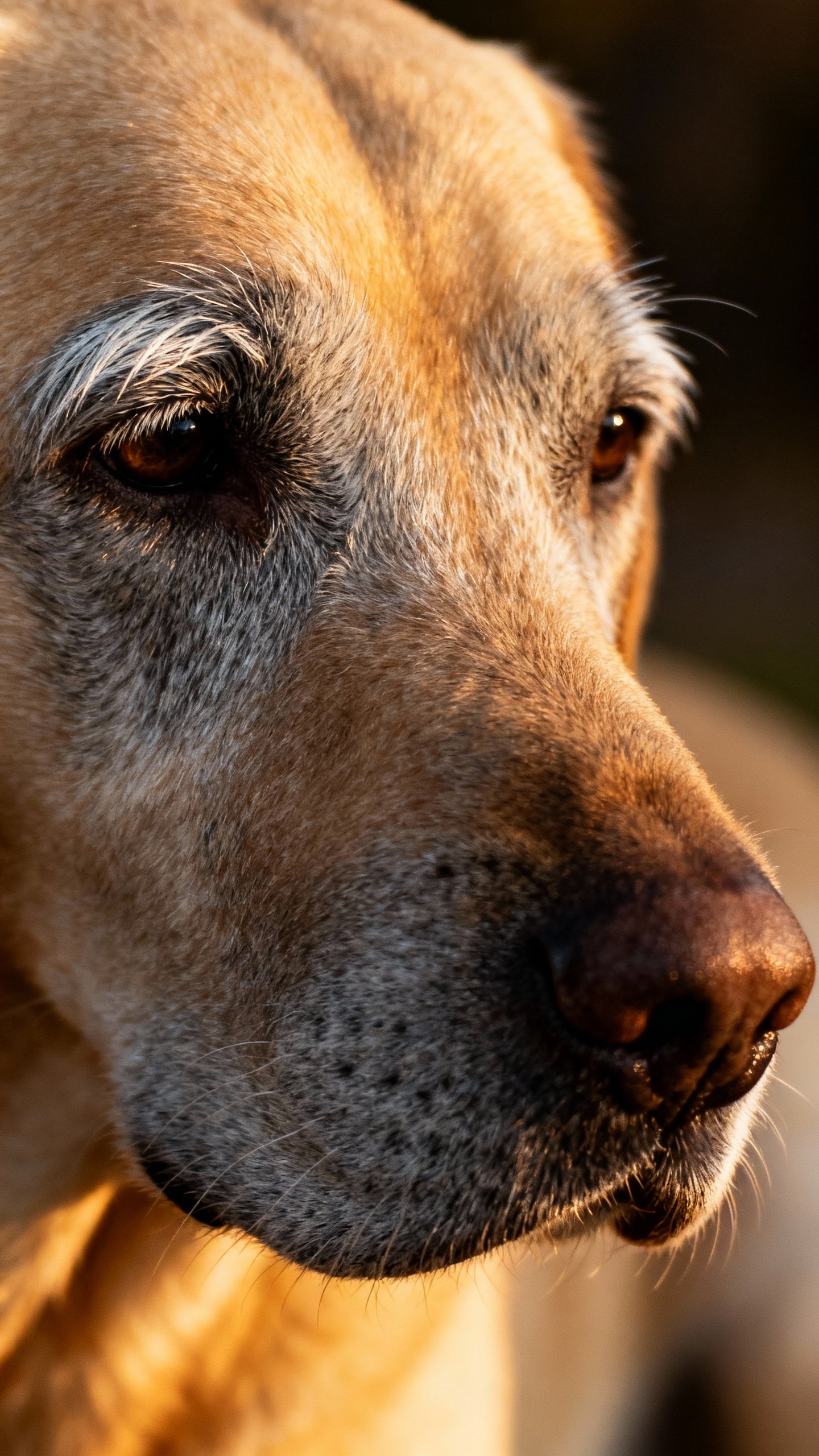 Closeup of gray-muzzled senior Labrador’s face, salt-and-pepper eyebrows